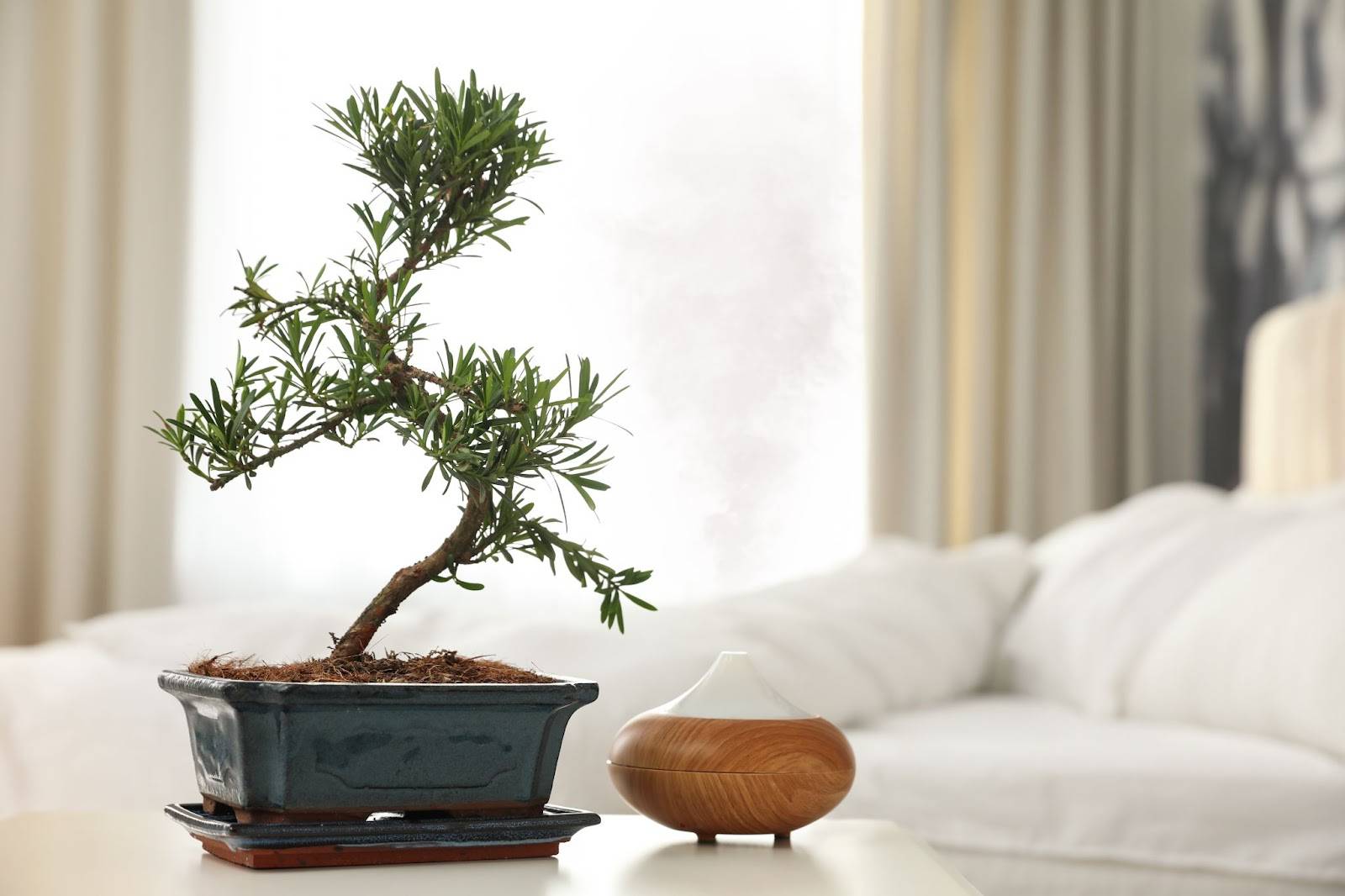 komidin üstünde bonsai ağacı ve humidifier