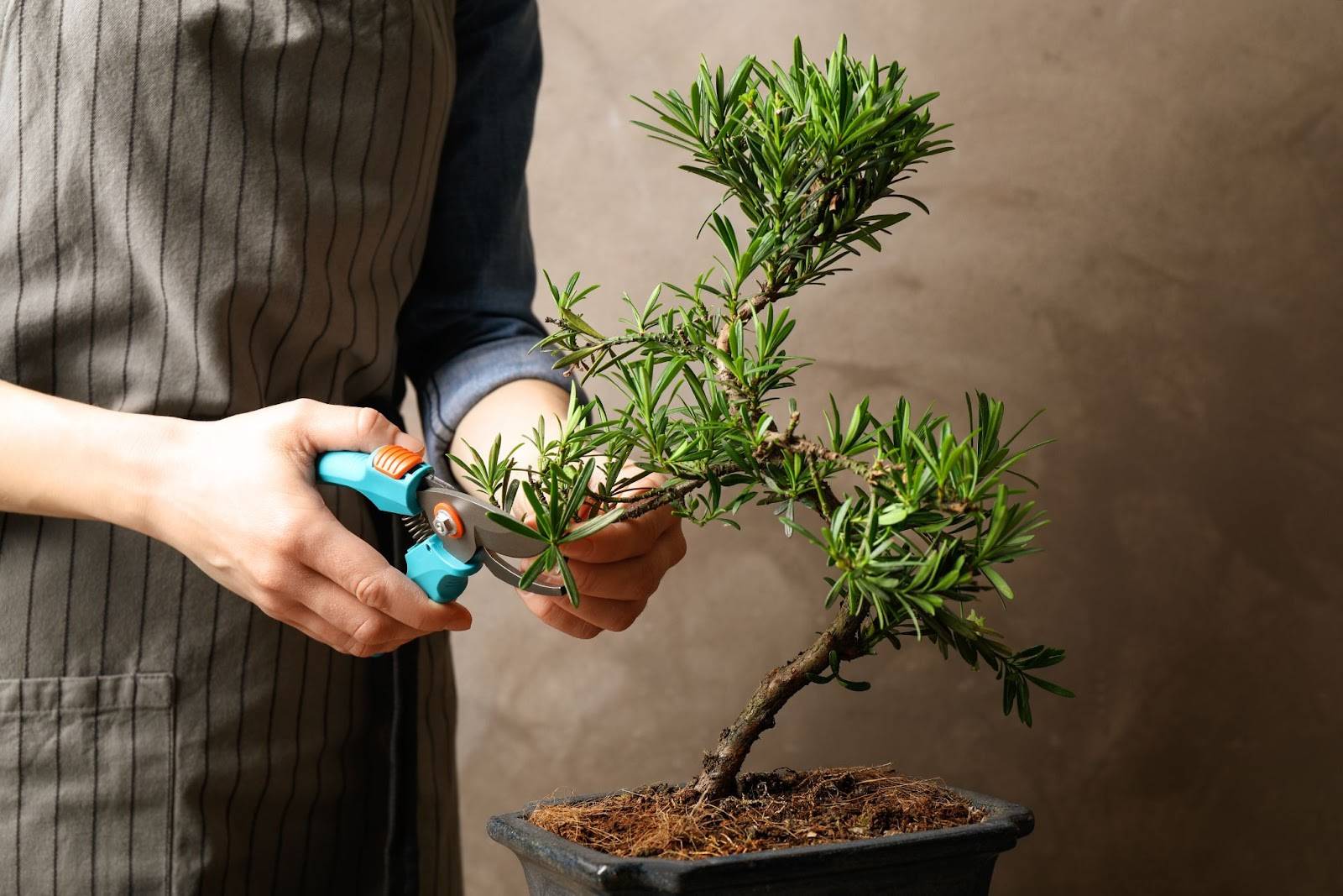 makasla budanan bonsai 