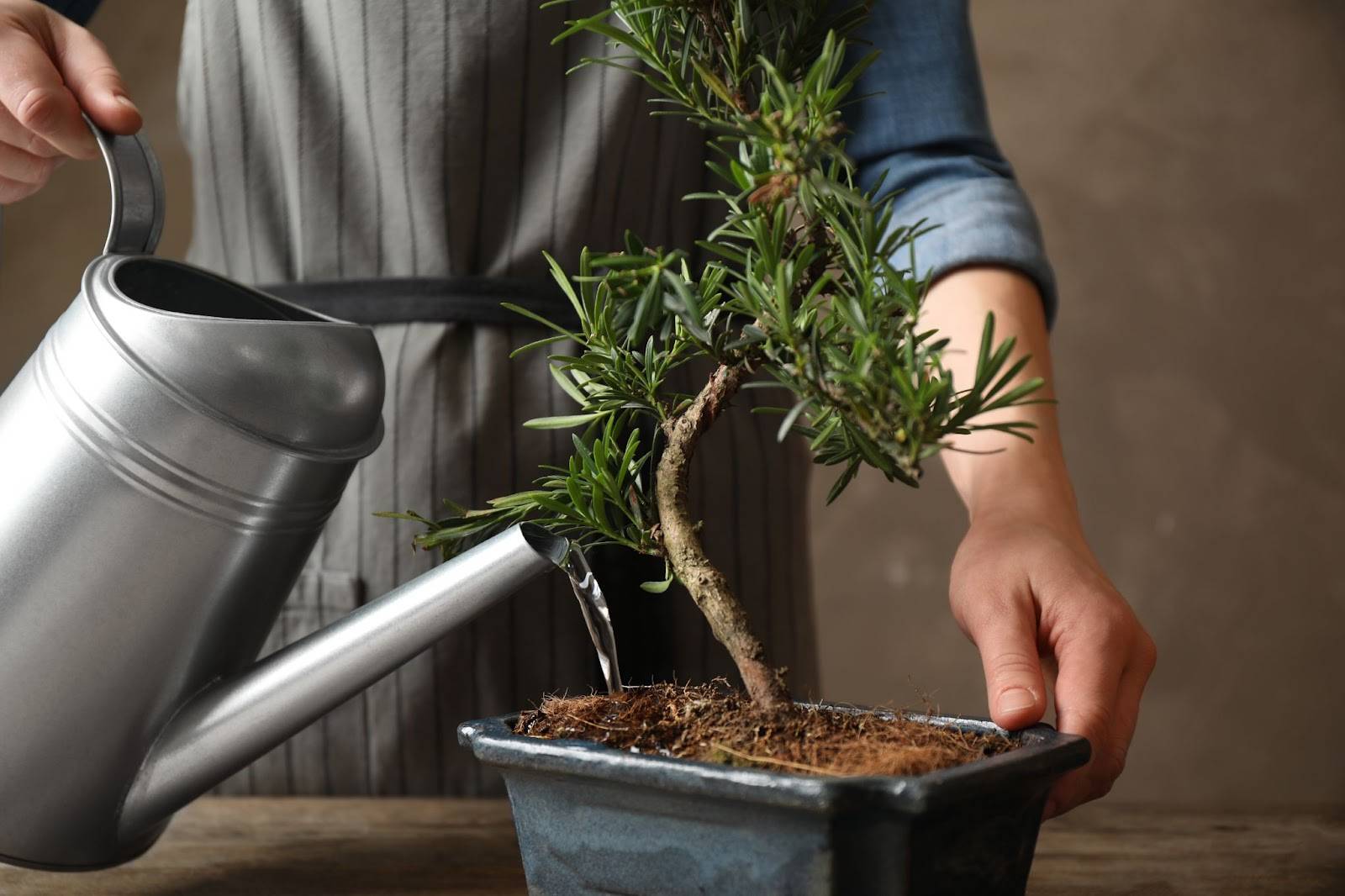 sulanan bonsai ve metal sulama kabı