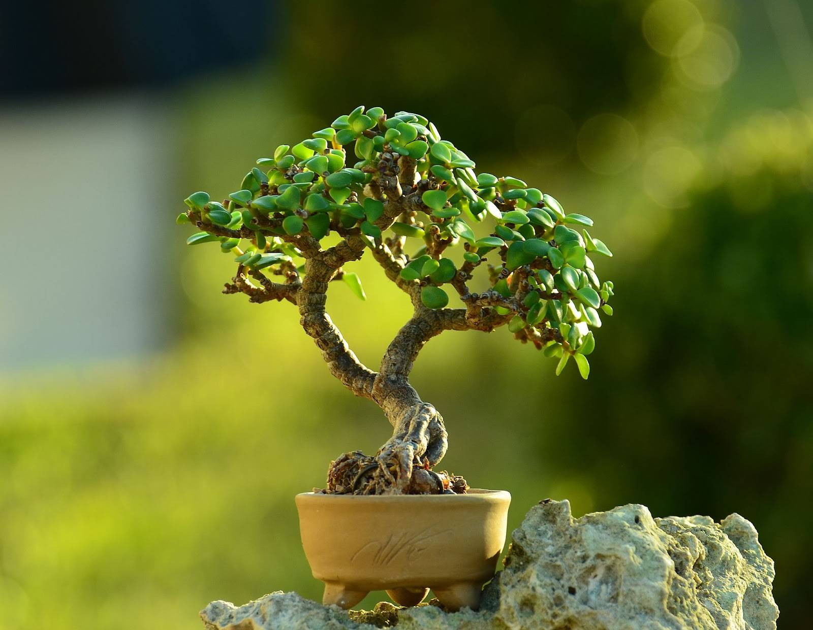 taş üstünde duran bonsai 