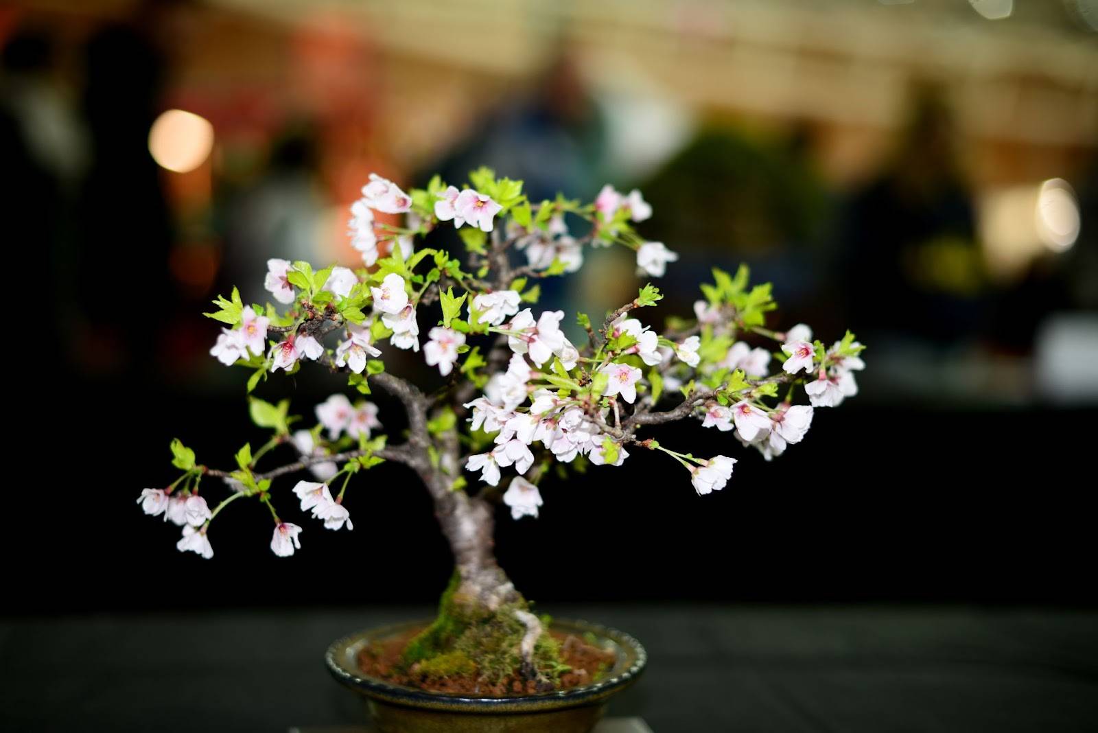 mini kiraz ağacı bonsai