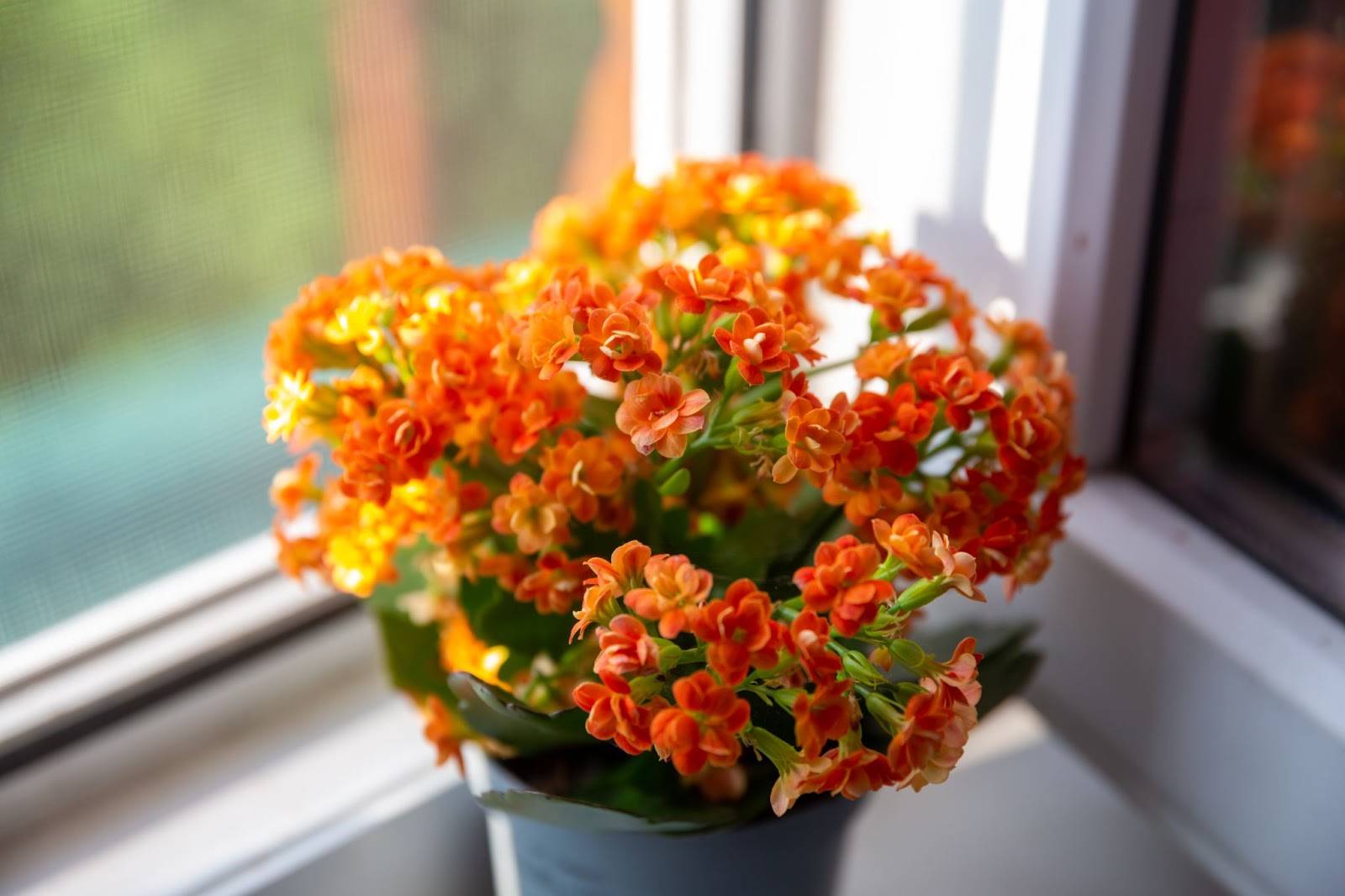Kalanşo Çiçeği Bakımı: 5 Adımda Uzun Ömürlü Kalanchoe'lar