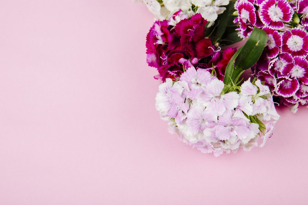 top view of purple and white color sweet william or turkish carnation flowers isolated on pink background with copy space