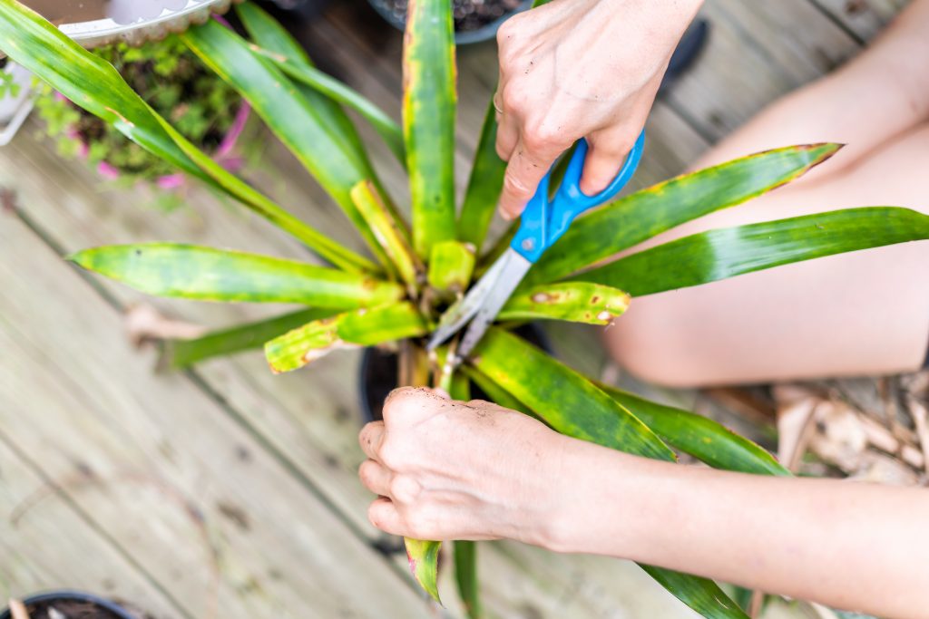 makasla dracena marginata budaması