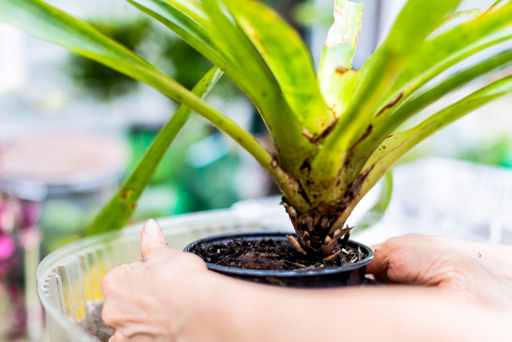 dracena marginata kökü