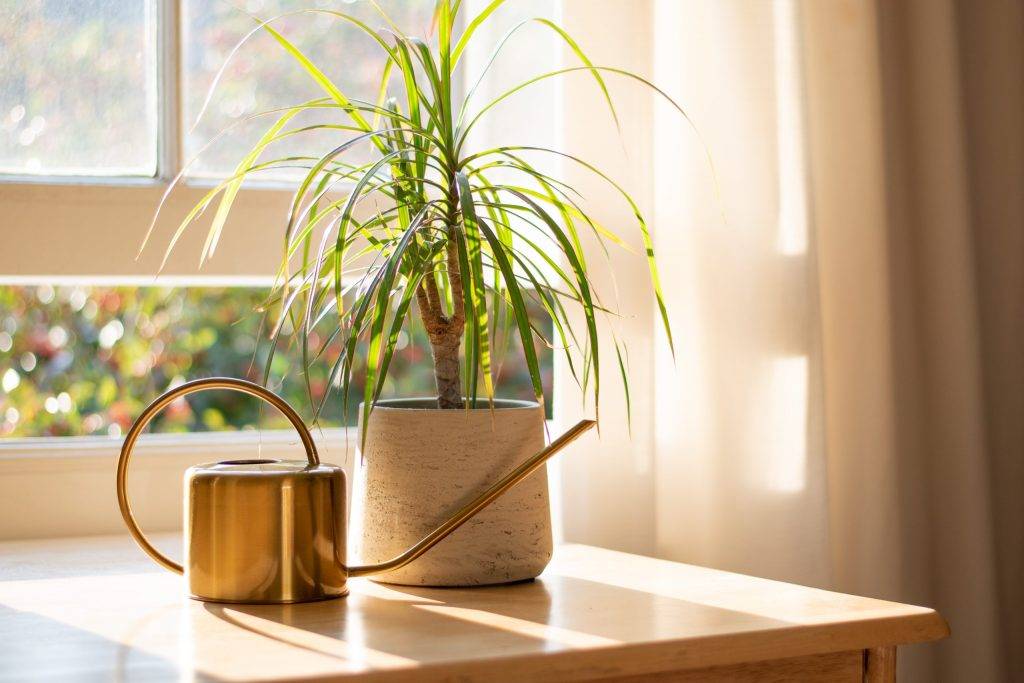 cam önünde dracena marginata ve sulama kabı