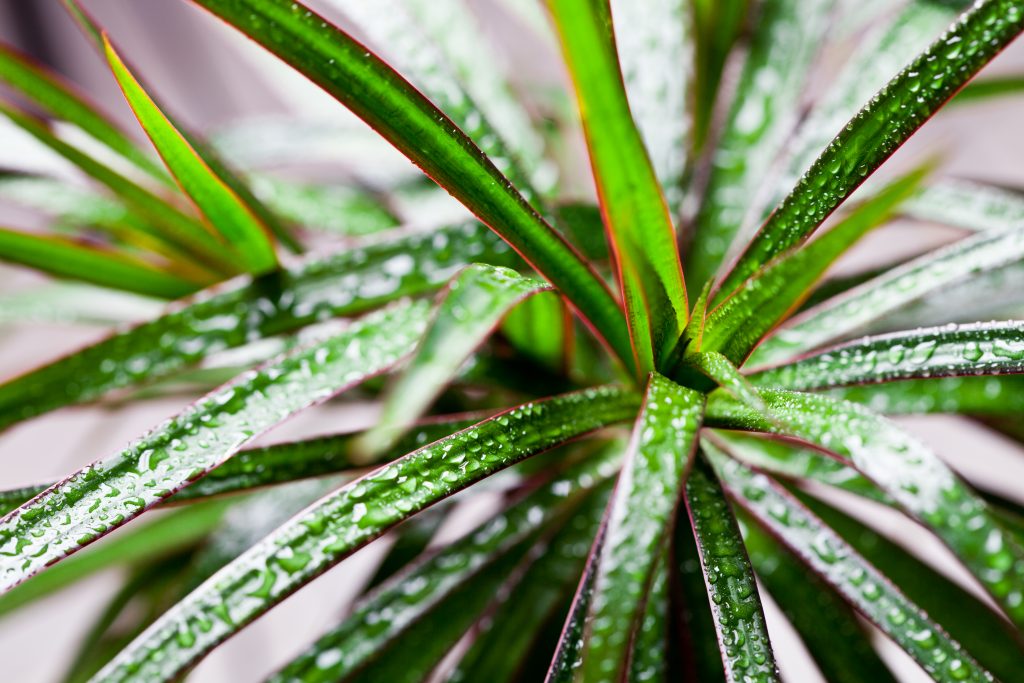 yakın çekim ıslak dracena marginata yaprakları