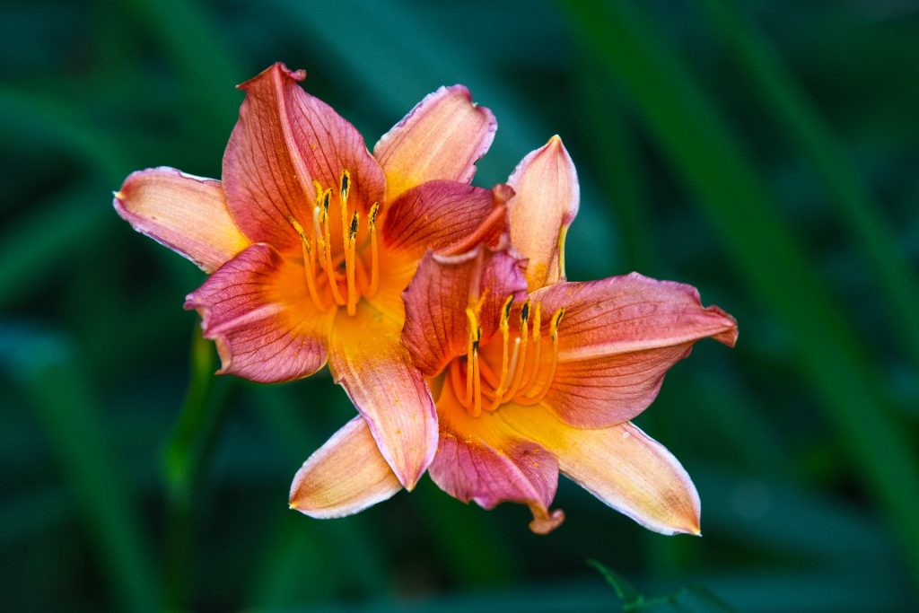 Turuncu Renkli Lilyum Çiçekleri