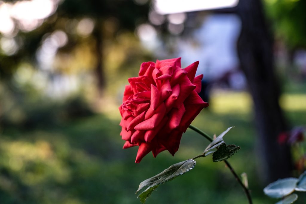 A closeup of a red garden rose under the sunlight with a blurry background