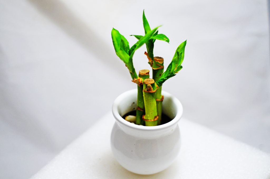 Saksıda Bambu Bitkisi