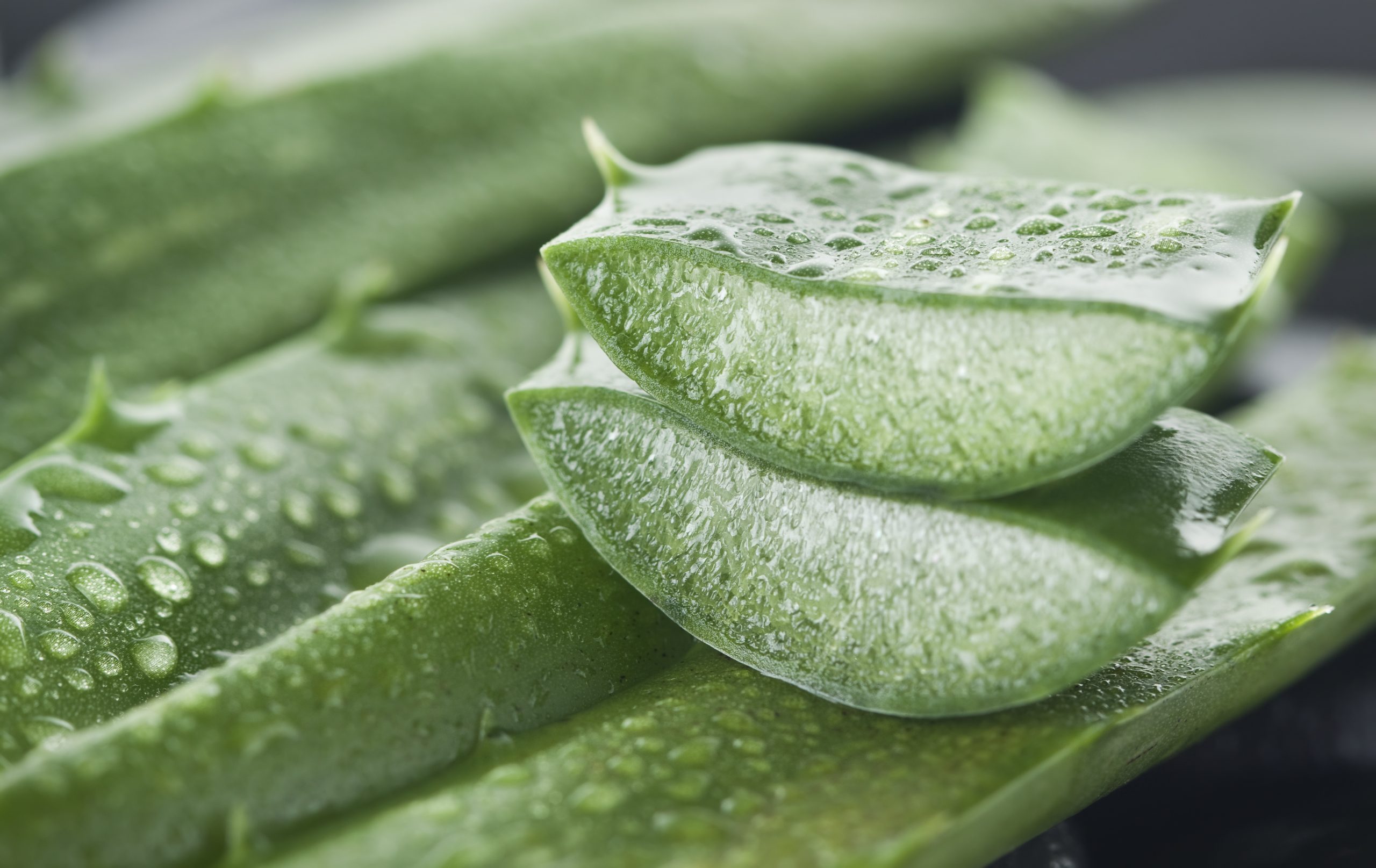 Kesin Sonu Veren Aloe Vera oaltma Yntemleri