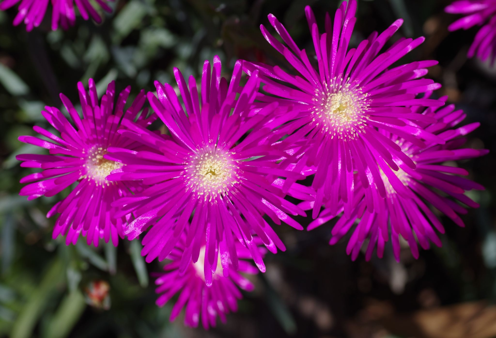 Mor Renkli Acem Halısı Çiçeği