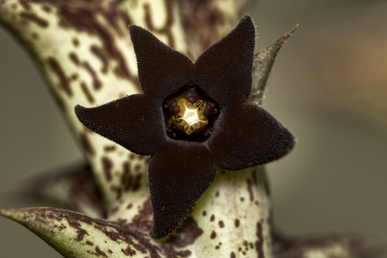 Leş Kaktüsü (Stapelia)