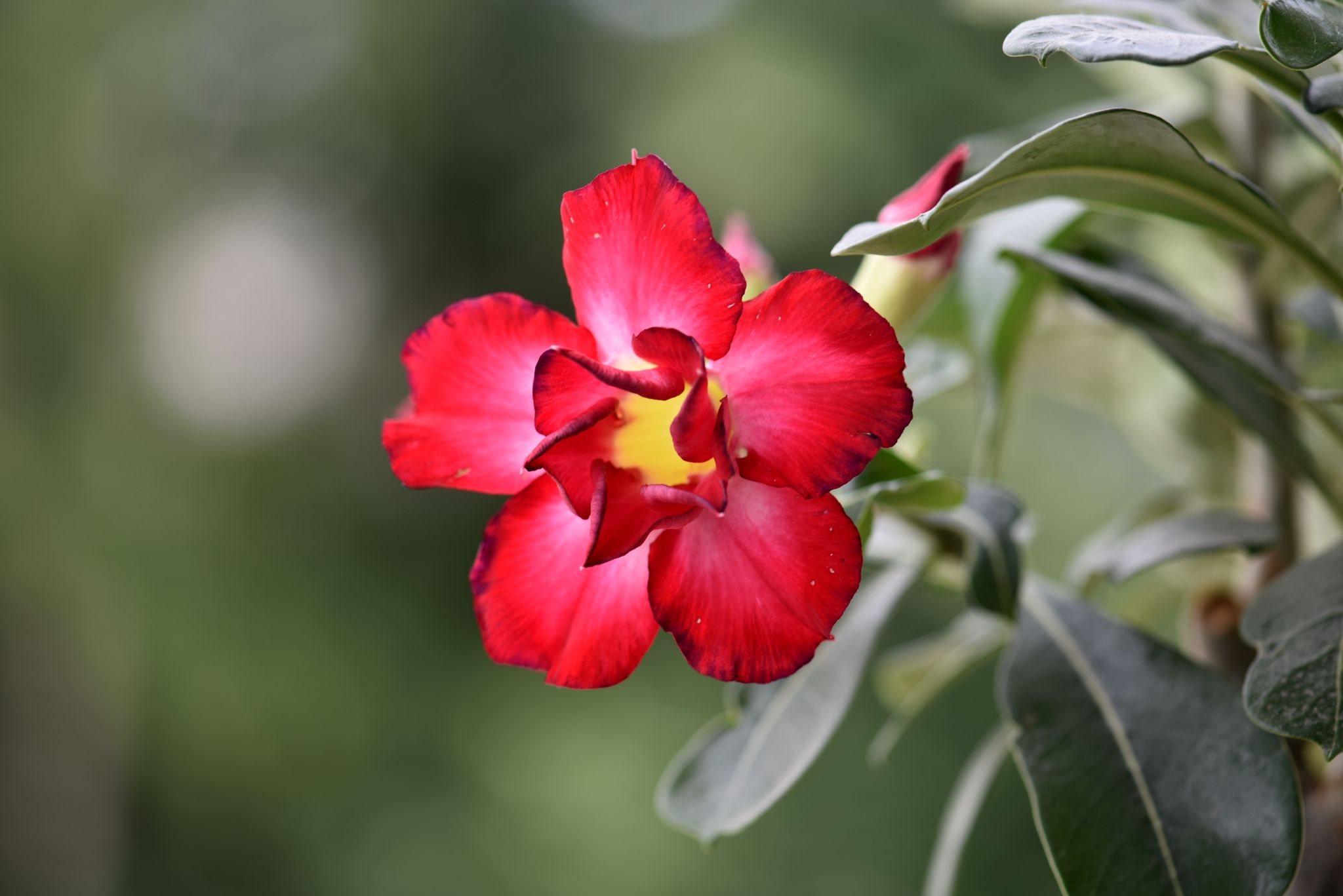 Çöl Gülü (Adenium)