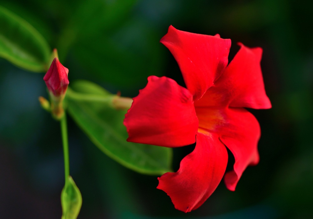 mandevilla-cicegi.jpg