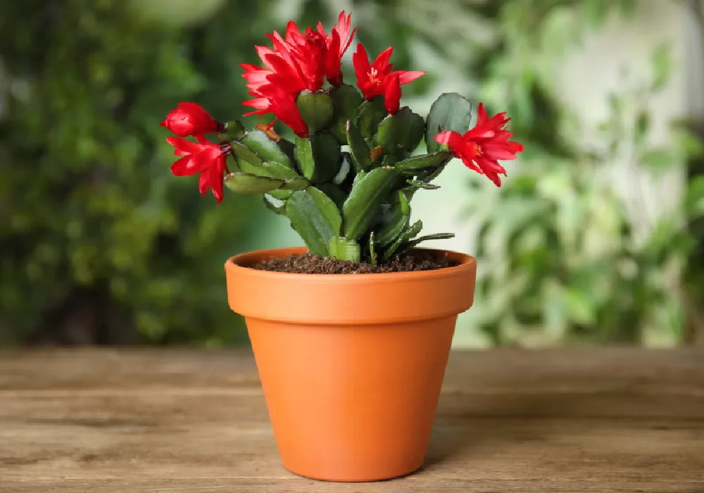 Yılbaşı Kaktüsü (Schlumbergera)
