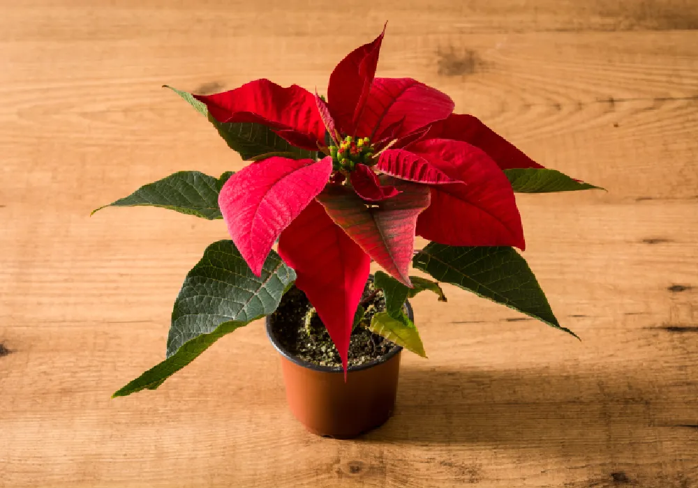 Atatürk Çiçeği (Euphorbia pulcherrima)